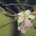 Photos: 桜よろし