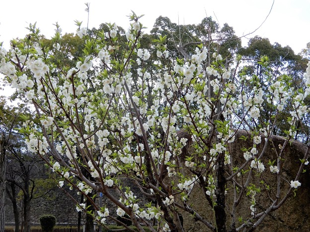 大阪城公園の桃園のハナモモ