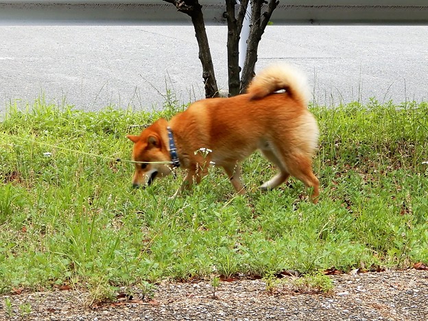 加納緑地で見かけた柴犬