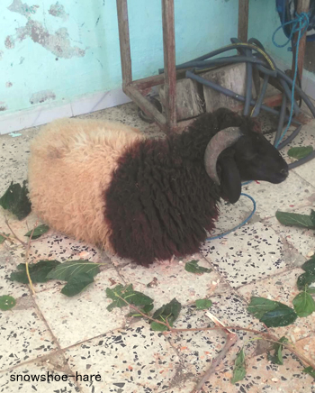 Photos: 犠牲祭用の羊（2018年）