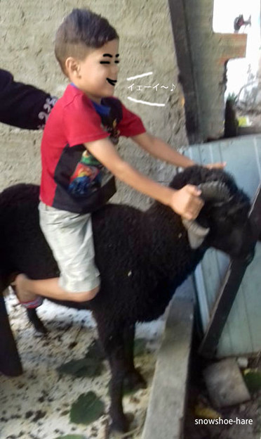 Photos: 羊に乗ってみた