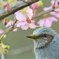 Photos: ヒヨドリ・河津桜と・・