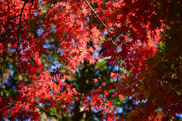 Photos: 曽木公園の紅葉