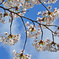 Photos: 170422松ヶ岡開墾場の桜