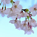 Photos: 桜日和