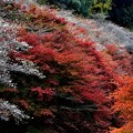 Photos: 秋の彩