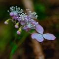Photos: 紫陽花の季節