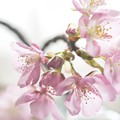 淡色桜