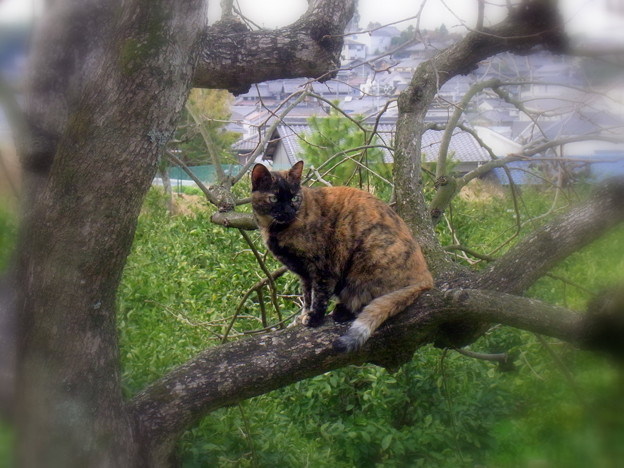 柿の木に登るニャンコ