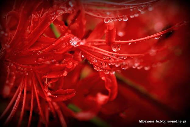 Photos: 彼岸花と雨の雫