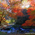 Photos: 八重滝の紅葉を逆光で