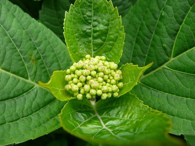 紫陽花つぼみ 写真共有サイト フォト蔵