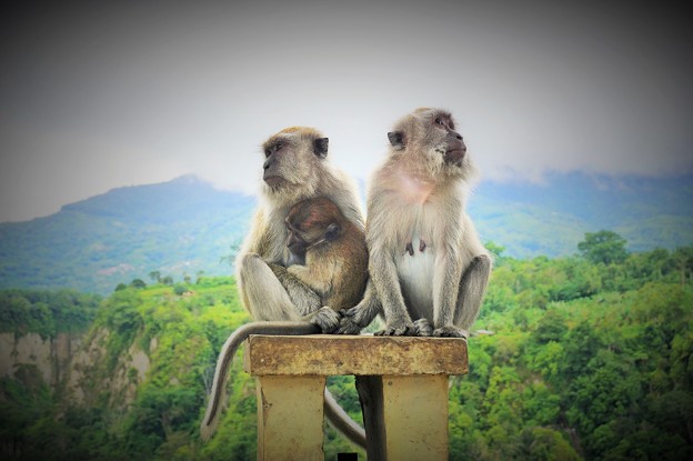 核家族～インドネシア Monkey family