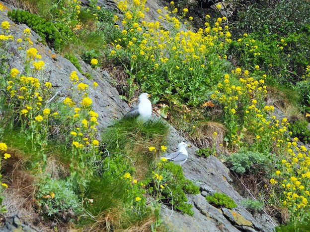 菜の花と海猫～韓国 Canola flowers &amp; Black-tailed gulls