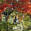 紅葉の天蓋～京都栄摂院 Autumn Foliage Canopy