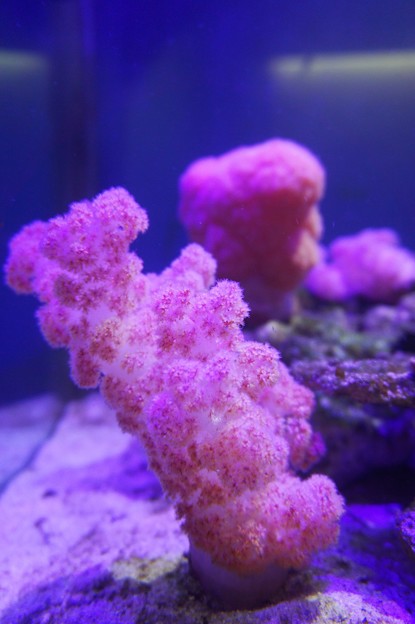 ぬいぐるみ珊瑚～台湾 Carnation Coral