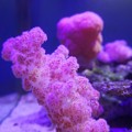 Photos: ぬいぐるみ珊瑚～台湾 Carnation Coral