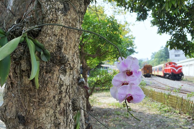 着生蘭～台湾 Epiphytic Orchid