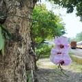 着生蘭～台湾 Epiphytic Orchid