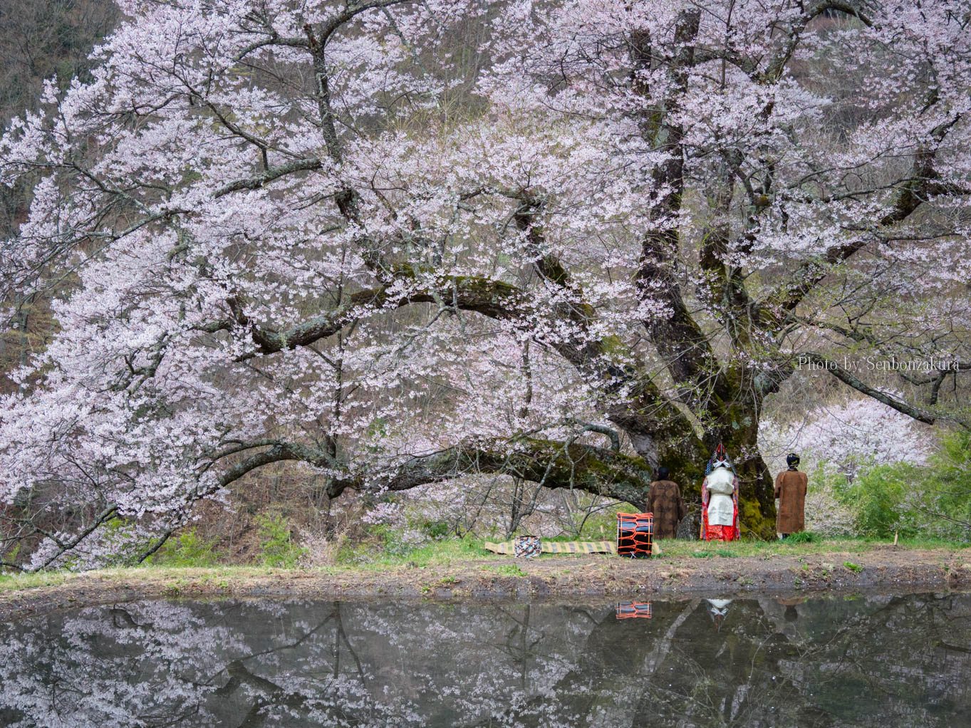 駒つなぎの桜 安い 駐車