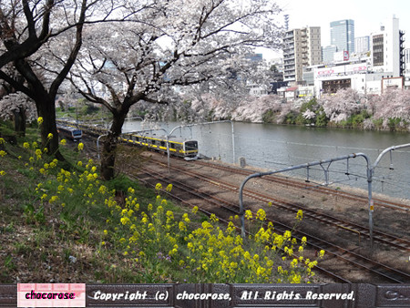 桜と菜の花と電車１