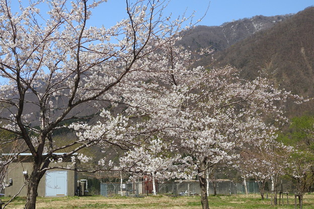 Photos: 御母衣の桜3