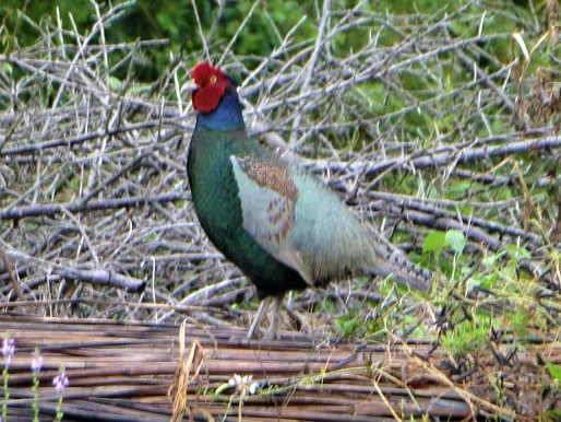 地震 カラス 鳴く