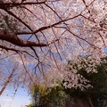 北根の久伊豆神社の桜＠鴻巣