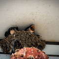 Photos: ツバメの巣＠熊谷