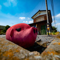 Photos: ピンクな豚2＠嵐山