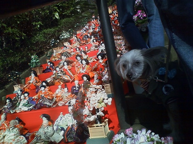 座間神社の雛人形とワンコ