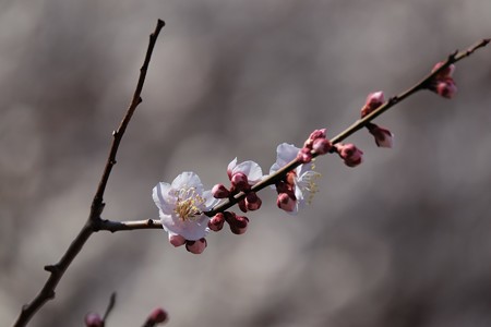 2018.03.03　和泉川　ウメ