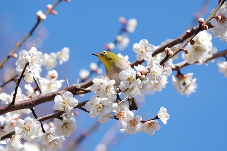 2018.03.03　和泉川　梅にメジロ