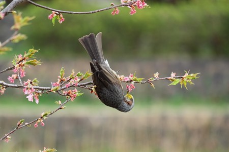 2018.03.10　和泉川　河津桜にヒヨドリ