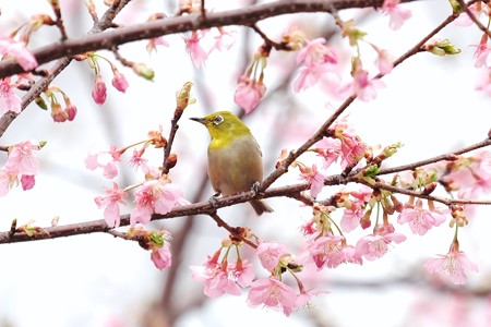 2018.03.10　和泉川　河津桜にメジロ