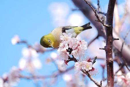 2018.03.12　和泉川　梅にメジロ