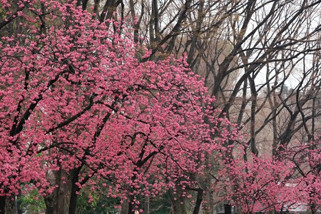 2018.03.16　上野公園　カンヒザクラ