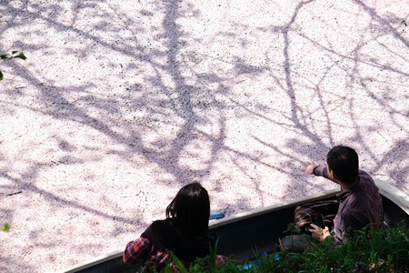 2018.03.30　皇居　千鳥ヶ淵　花弁に木影