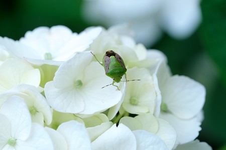 2018.06.03　和泉川　紫陽花にチャバネアオカメムシ