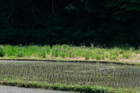 2018.06.04　追分市民の森　田圃