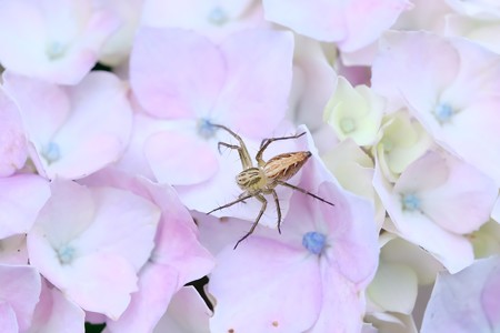 2018.06.08　追分市民の森　紫陽花にササグモ