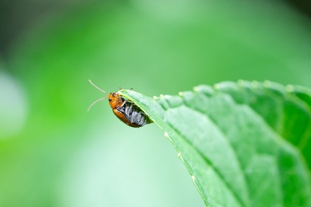 2018.06.13　和泉川　紫陽花でウリハムシ