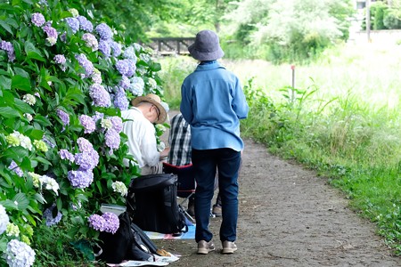 2018.06.13　和泉川　紫陽花で風景画