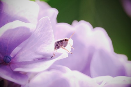 2018.06.14　瀬谷市民の森　紫陽花にフキバッタ