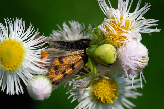 2019.06.06　追分市民の森　ハルジオンでハナグモ　紅小灰蝶を狩る