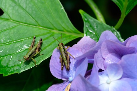 2019.06.28　瀬谷市民の森　紫陽花でフキバッタ