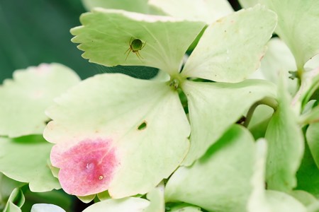 2019.07.05　和泉川　紫陽花でサツマノミダマシ　天地