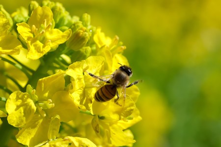 2020.03.03　追分市民の森　菜の花でミツバチ