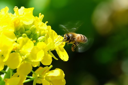 2020.03.18　追分市民の森　菜の花にミツバチ