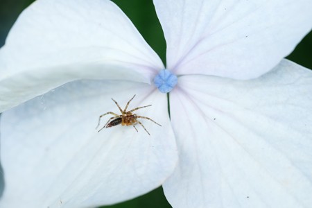 2020.06.16　追分市民の森　紫陽花で罠張りクモ